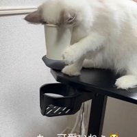 コップに顔がはまる猫