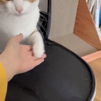 友達にお手をする茶白猫