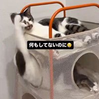 上段に横たわり右目を閉じる猫と下段から前足を伸ばす猫
