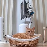 新しいベッドで眠る猫
