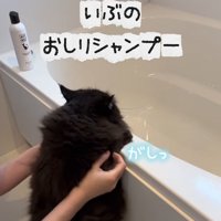 おふろでつかまり立ちをして洗われている黒猫