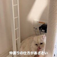 差し出された人差し指を舐めている猫