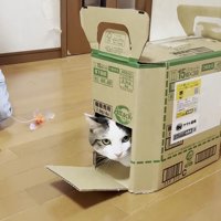 段ボール箱から顔を出す猫