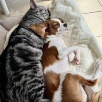 犬の背中にお腹を当てて眠る猫