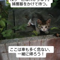 姿勢を低くする子猫