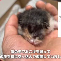 手の上で眠る子猫