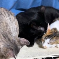 寄り添う猫3匹