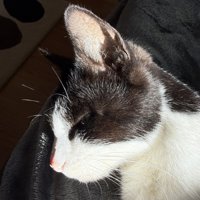 寝ている猫