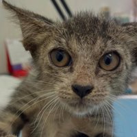 子猫の顔アップ