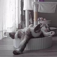 ペットカメラに映る猫
