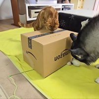 箱に乗り上げる茶太郎くん