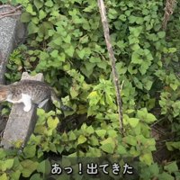 草の間から顔を出すキジ白柄の子猫