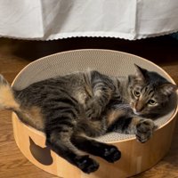 横になる猫