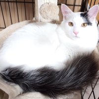 体を丸くしてハンモックの上でくつろぐ猫