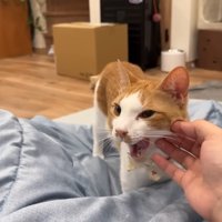 舌ペロするチップくん