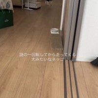 歩いている猫