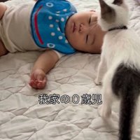 ぬいぐるみを振る赤ちゃんと向かい合うつなちゃん