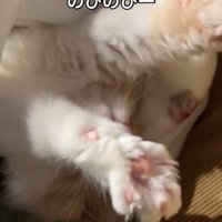 伸びをする猫