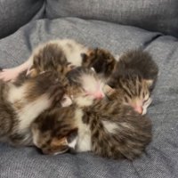生まれた子猫たち