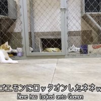 先住猫をみつめる子猫