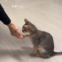 猫に手のひらを見せる飼い主