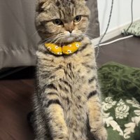 直立する猫さん