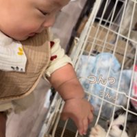 手をつんつんする子猫