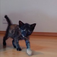こちらを見ながら歩く子猫
