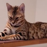 横目で見てくる猫