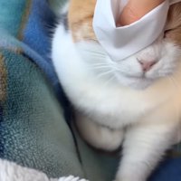 目ヤニ拭き