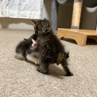 取っ組みあう子猫