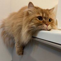 お風呂場がお気に入りの猫