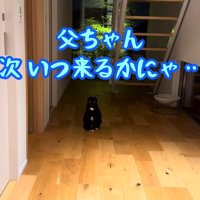 次いつ来るかにゃ…