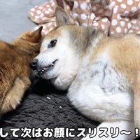 リキくんのお顔にすりすりするリサちゃん