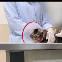 病院で処置される猫