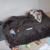 ベッドの上の犬