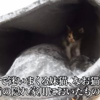 猫ドームの中から兄猫を見守る妹猫