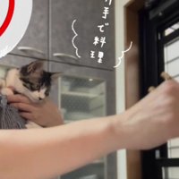 肩に乗っている子猫