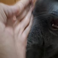 チョップで反撃