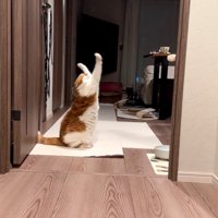 前足を天井に向けて伸ばしている猫