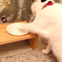 左手でフードボウルをちょいちょいしている子猫