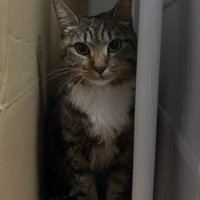 おすわりする成猫