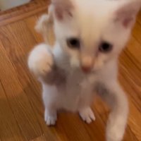 床から前足を離す子猫