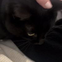 ママの膝に乗る黒猫