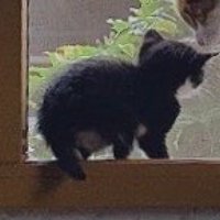 網戸越しに窓の外を眺める子猫