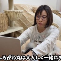 女性の膝の上に乗っている猫