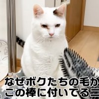 睨む猫