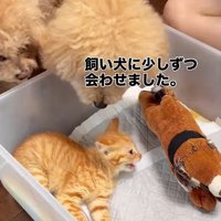 2匹の犬たちと対面する猫