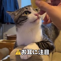 ぬいぐるみを見つめている耳を伏せた猫