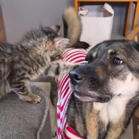 猫を見つめる赤い服を着た犬